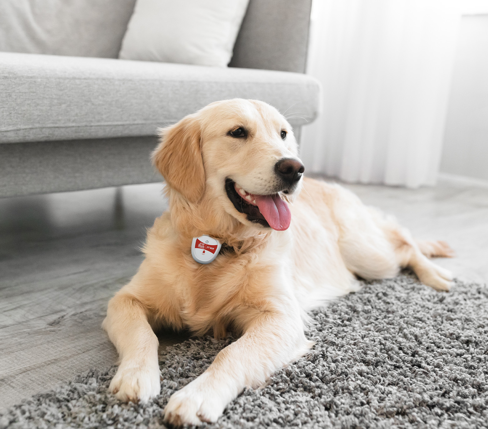 accorgimenti animali domestici sistemi allarme - Generali jeniot