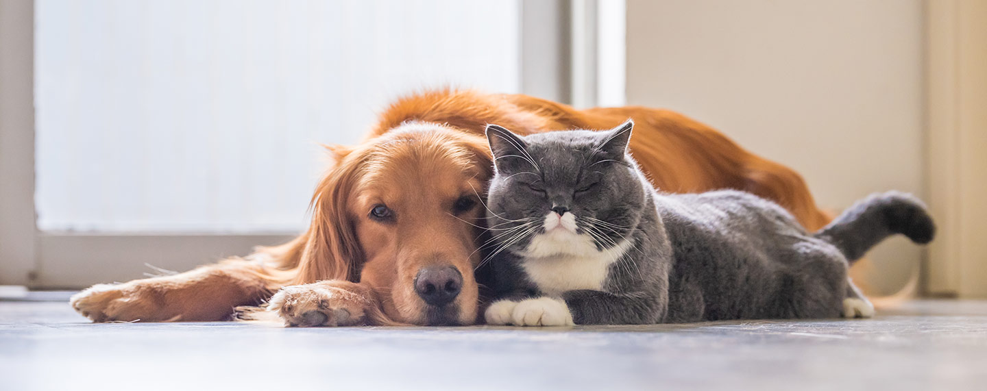 Collare GPS cane e gatto: la soluzione per il tuo animale domestico -  Generali jeniot