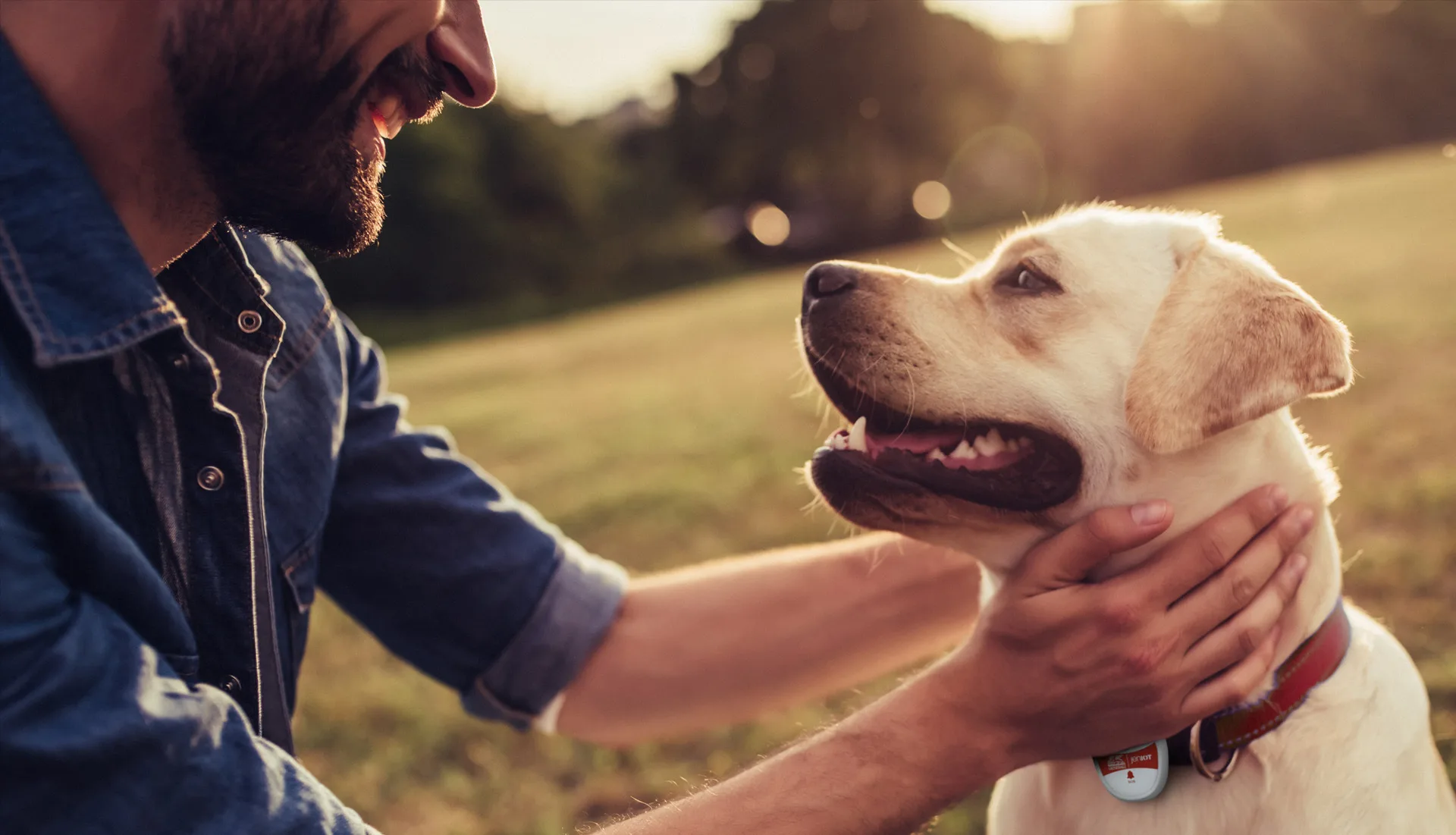Come garantire la sicurezza degli animali domestici in caso di emergenza