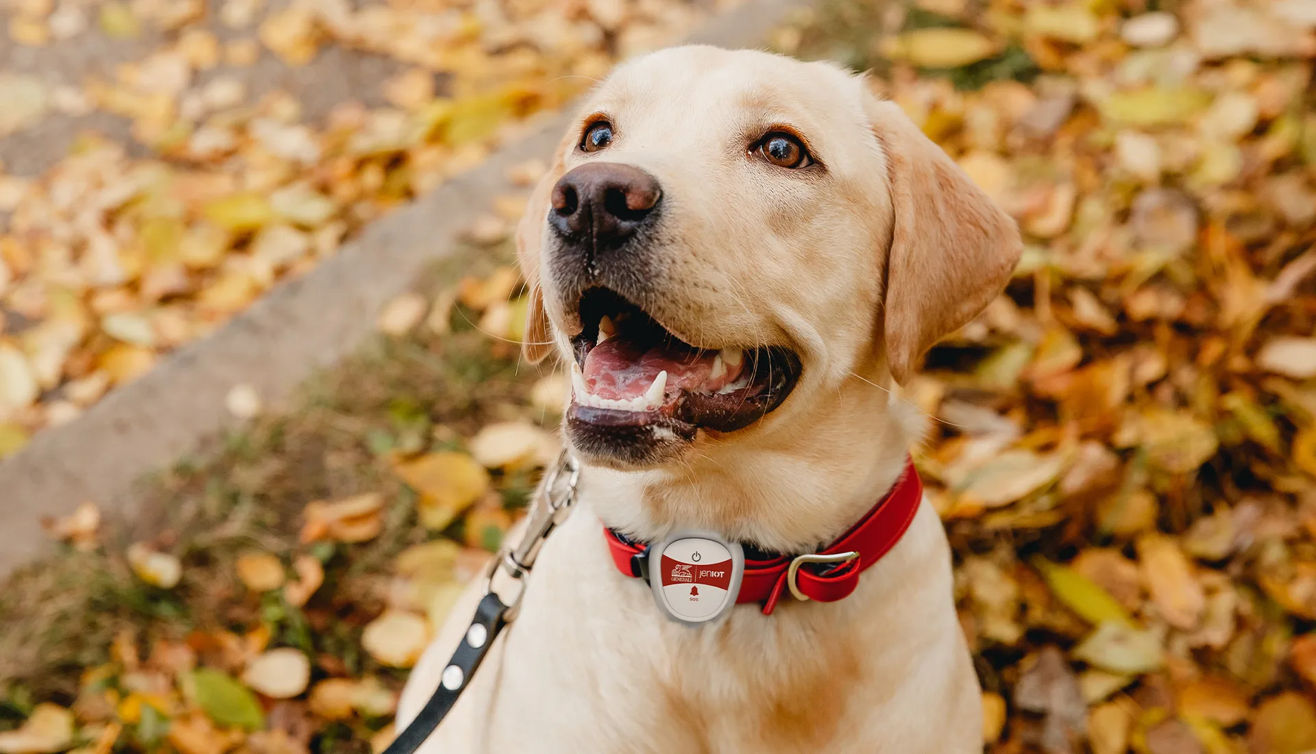 Perché i collari GPS sono sicuri per la salute di cani e gatti