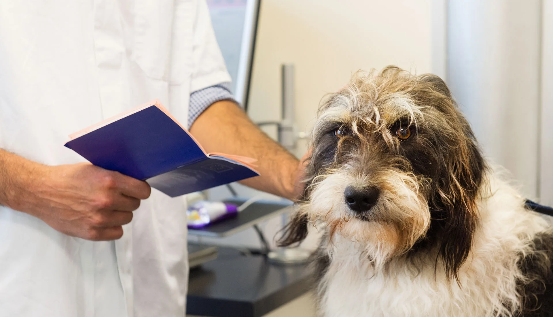 Che cos’è e come ottenere il passaporto per gli animali domestici